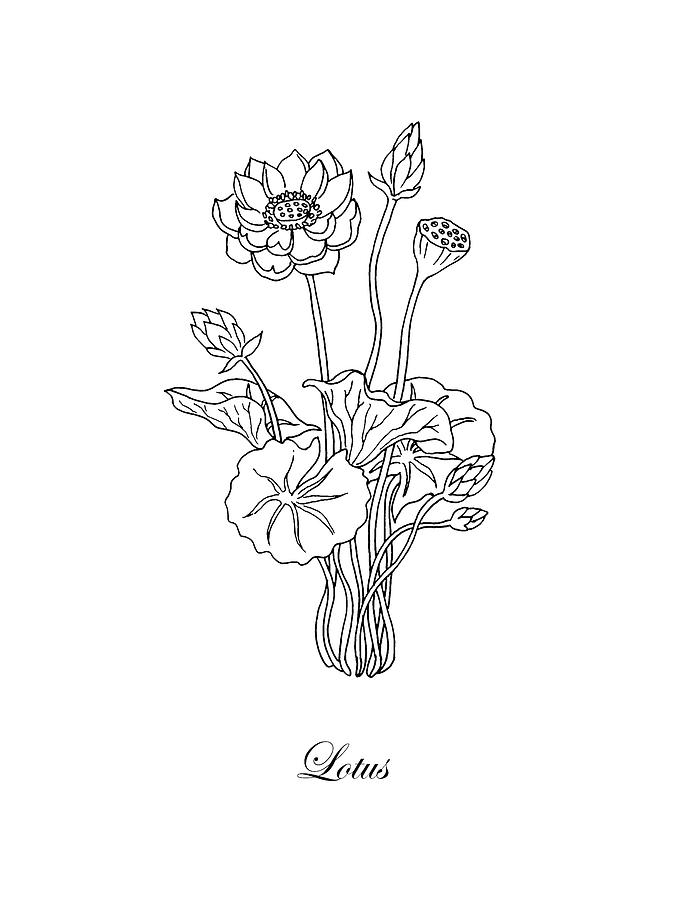 Lotus Flower Botanical Drawing Black And White Drawing by Irina Sztukowski