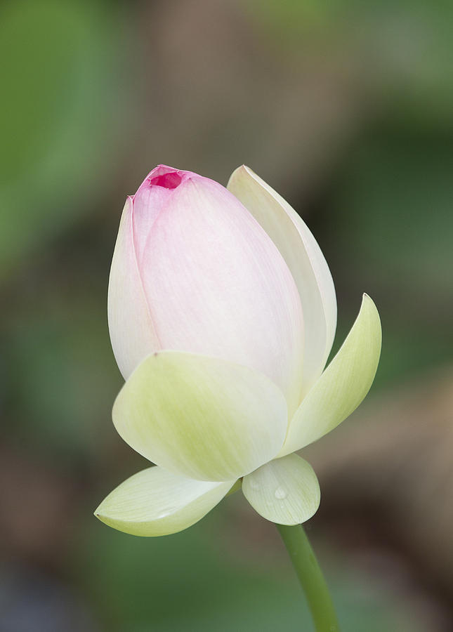 Lotus flower bud Photograph by Jack Nevitt