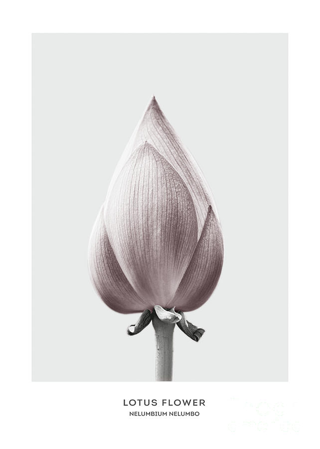 Flowers Still Life Mixed Media - Lotus flower bud by Natalie Skywalker