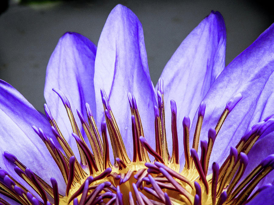 Nature Photograph - Lotus Flower by Cesar Vieira