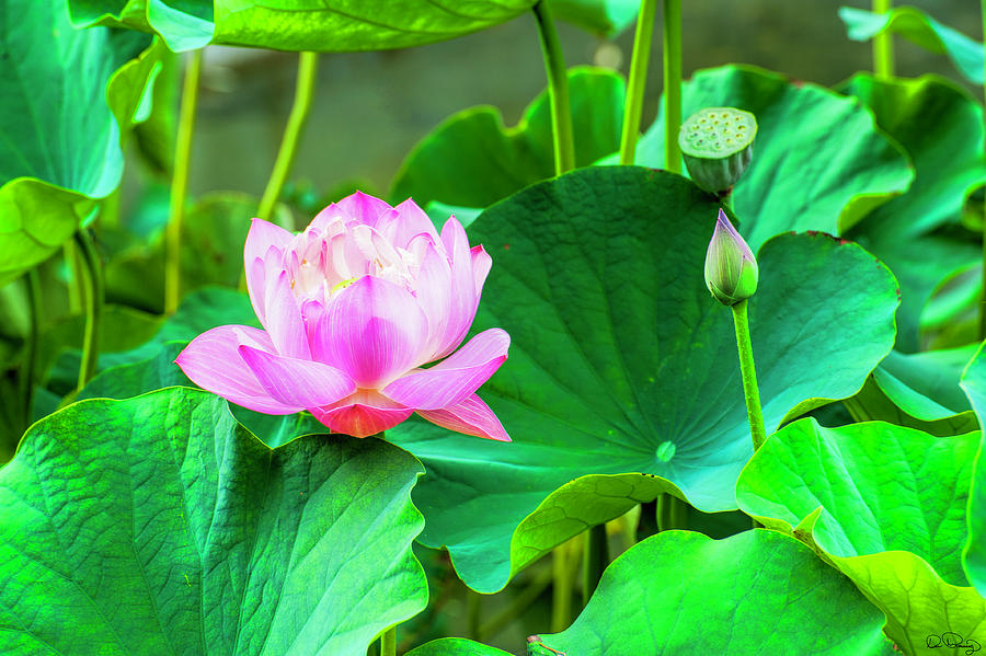 Lotus Flower Photograph by Dee Browning