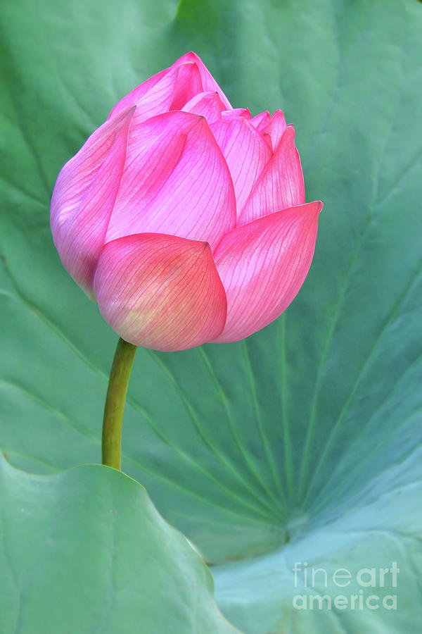 Bud of pink lotus flower Photograph by Delphimages Photo Creations