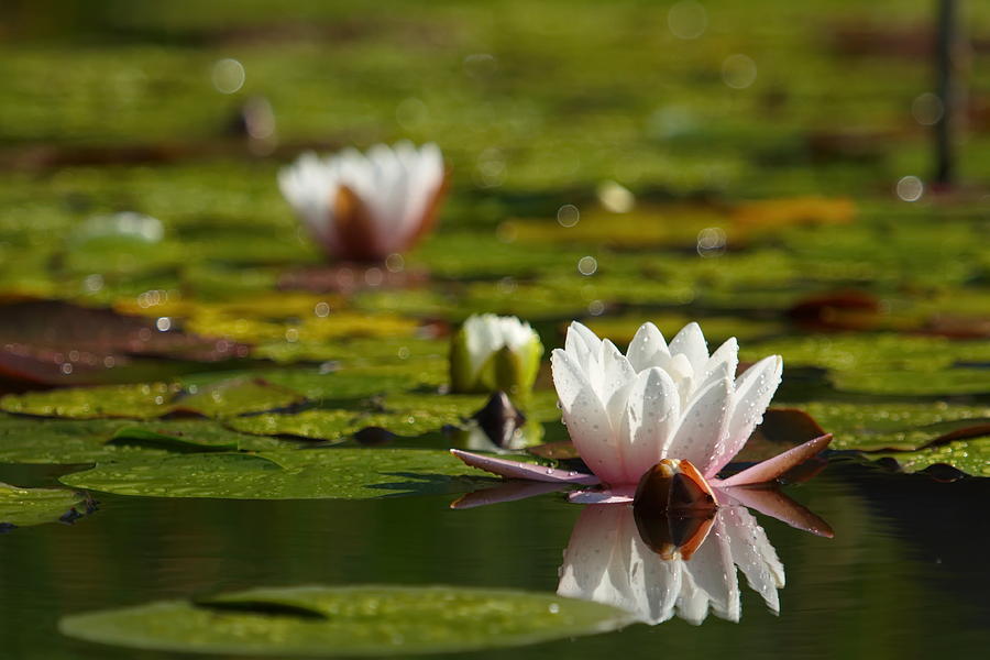 Lotus flower Photograph by Elenarts - Elena Duvernay photo