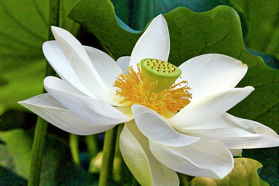 Lotus FLower Photograph by Geraldine Scull