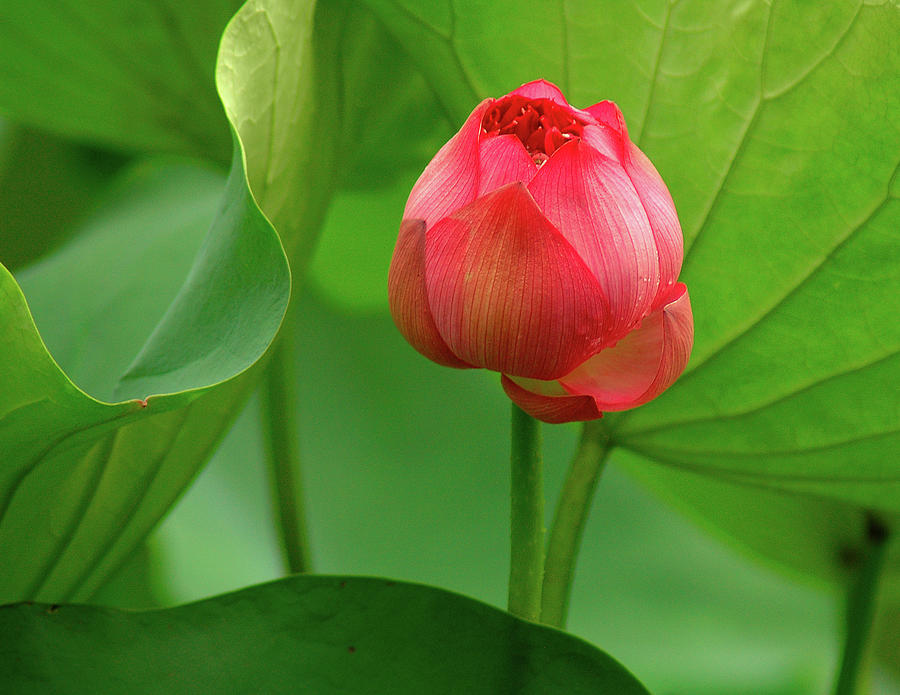 Lotus Flower 2 Photograph by Harry Spitz