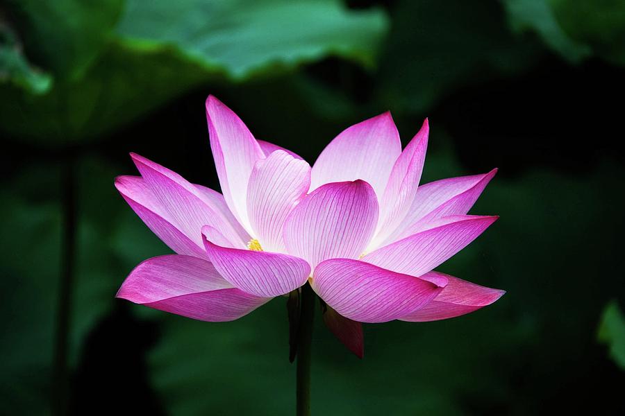Lotus Flower Photograph by Hong Zhang