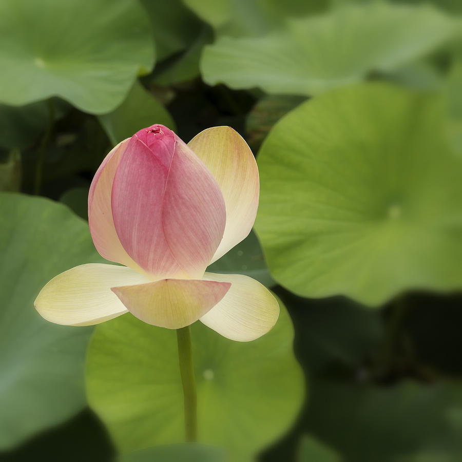 Lotus Flower Houmas Plantation DSC05711 Photograph by Greg Kluempers
