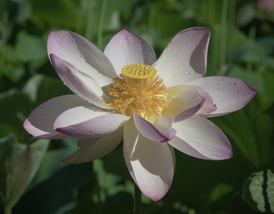 Lotus Flower in Bloom Photograph by Jack Nevitt