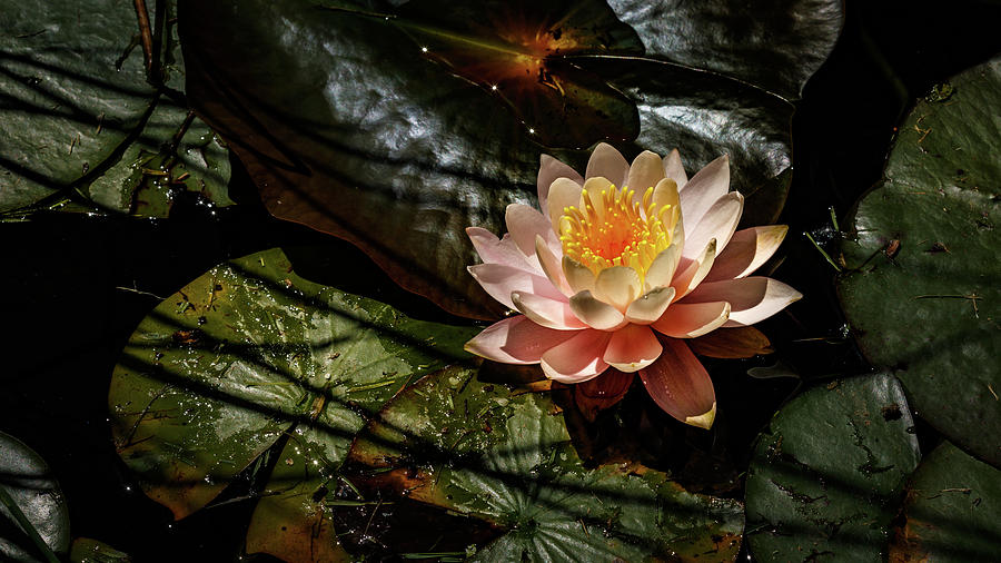Lotus Flower In Pond 1 Photograph