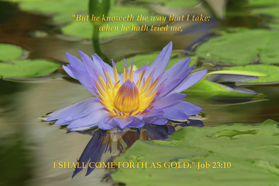 Lotus Flower Inspirational Photograph by Marlin and Laura Hum
