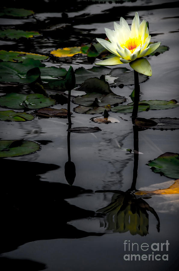 Lotus Flower Photograph by James Aiken