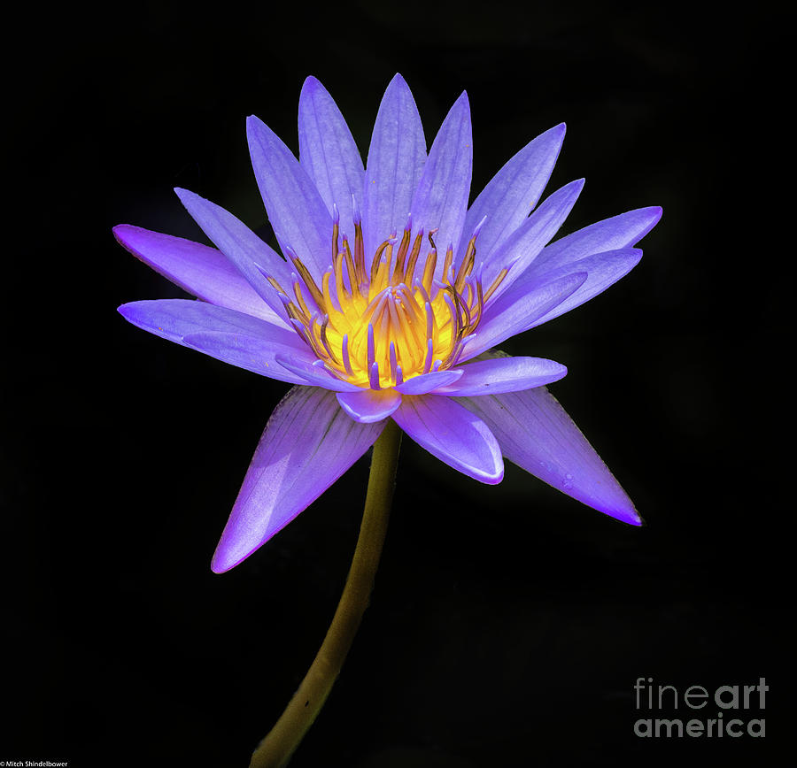 Lotus Flower On Black Photograph by Mitch Shindelbower