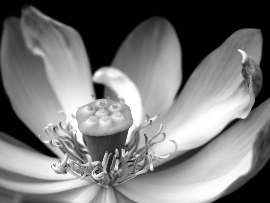 Lotus Flower Photograph by Yuka Kato