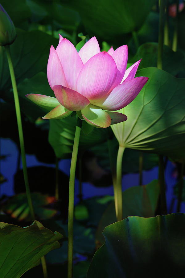 Lotus Bloom Photograph - Lotus Flower by Ram Vasudev