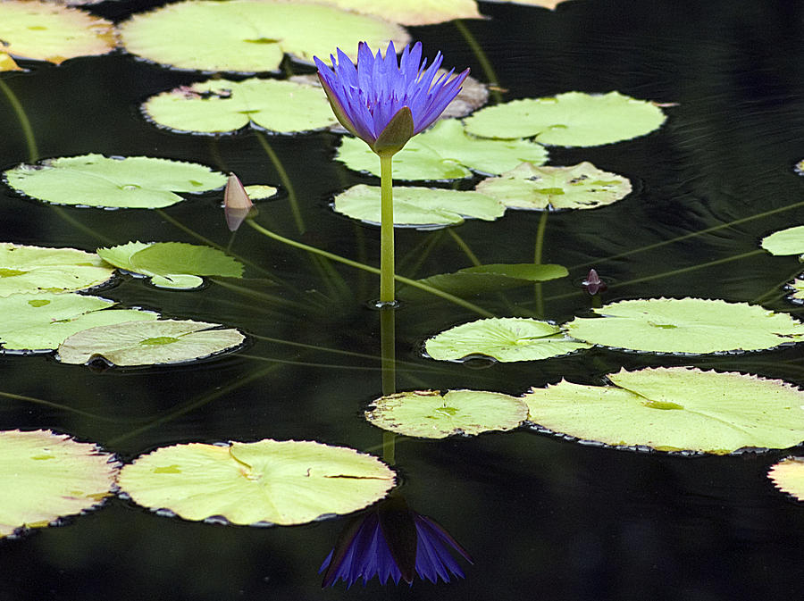  Lotus  Flower Reflection  Photograph by Kristin Smith