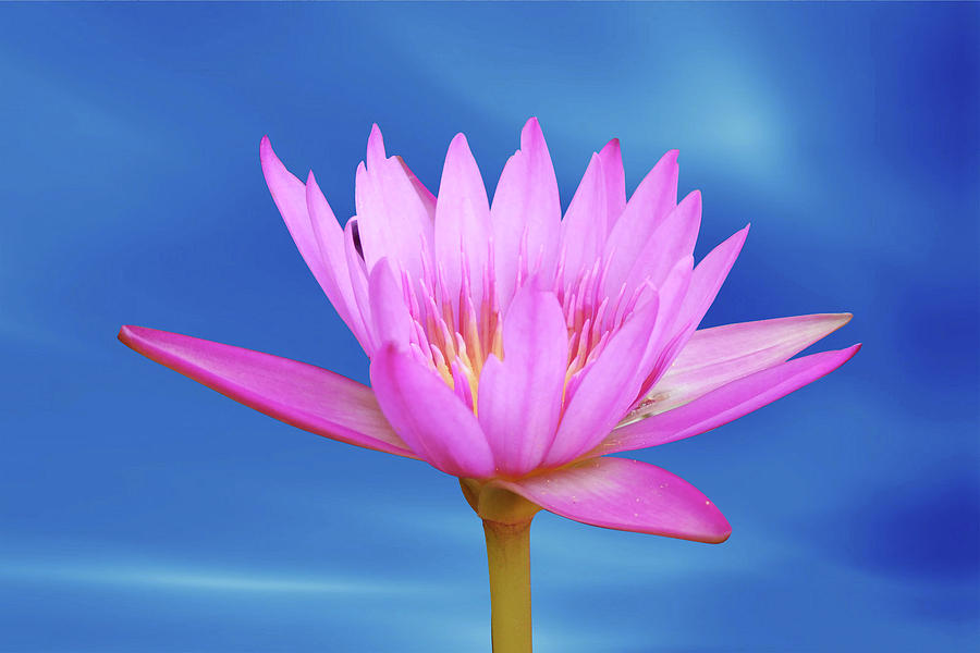 Nature Photograph - Lotus flower by Ridwan Photography