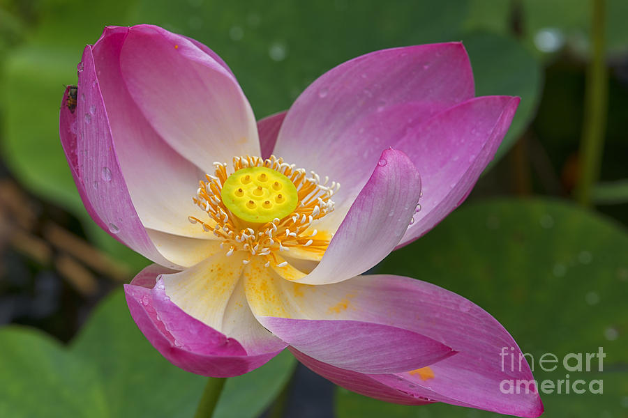 Lotus Flower, Sri Lanka Photograph by Ivan Batinic