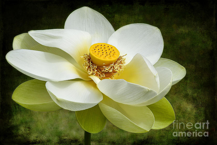 Lotus Flower Photograph by Teresa Zieba