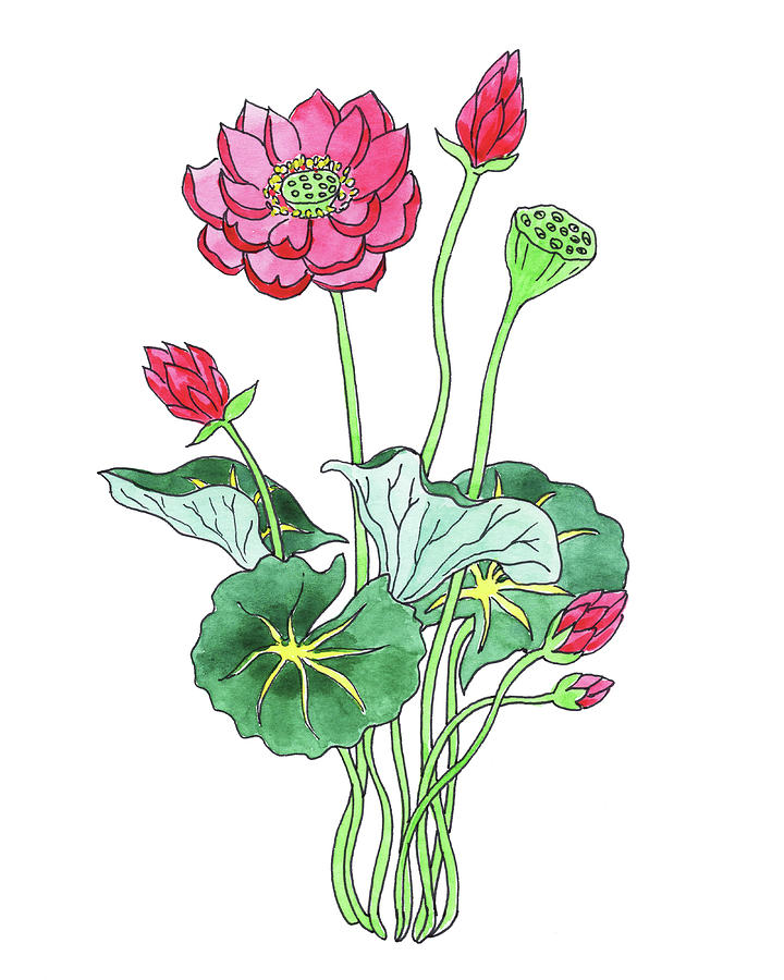 Lotus Flower Watercolor Painting by Irina Sztukowski