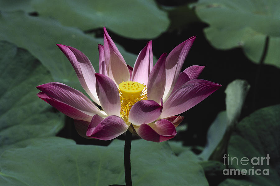 Still Life Photograph - Lotus Flower by William Waterfall - Printscapes