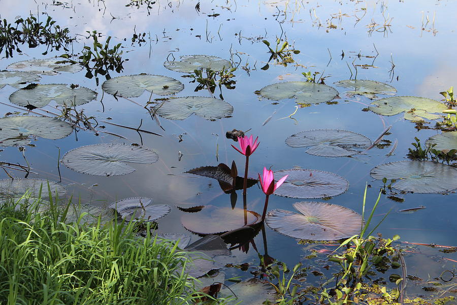 Lotus Flowers, Colombo, Sri Lanka Photograph by Jennifer Mazzucco