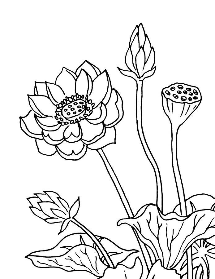 Lotus Flowers Drawing Drawing By Irina Sztukowski