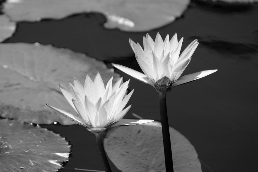 Lotus Flowers in Black and White Photograph by Colleen Cornelius