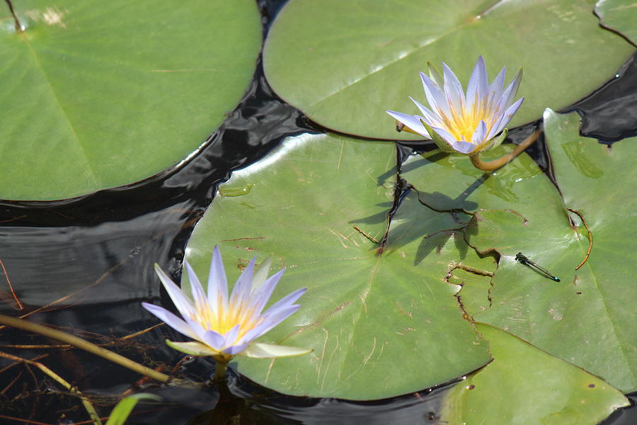 Lotus Flowers, Kodaikanal Photograph by Jennifer Mazzucco