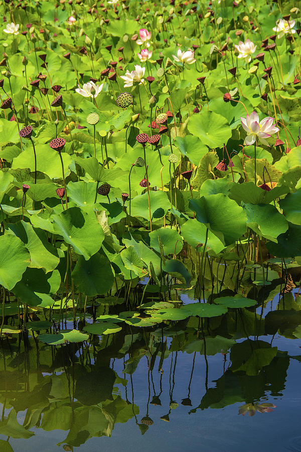Lotus Flowers and Seed Pods with Reflections Photograph by Roslyn Wilkins