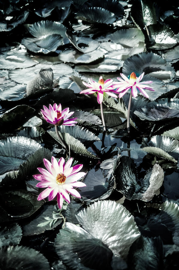 Lotus Flowers Photograph by Randy Sylvia Lotus Flowers Photograph by Randy Sylvia