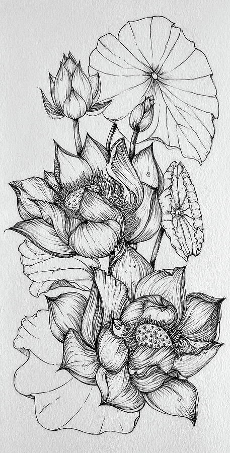 lotus flower drawing images