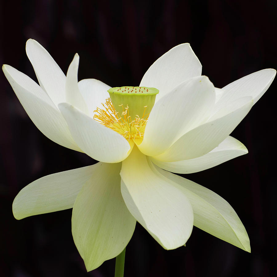 Lotus Photograph by Forest Floor Photography