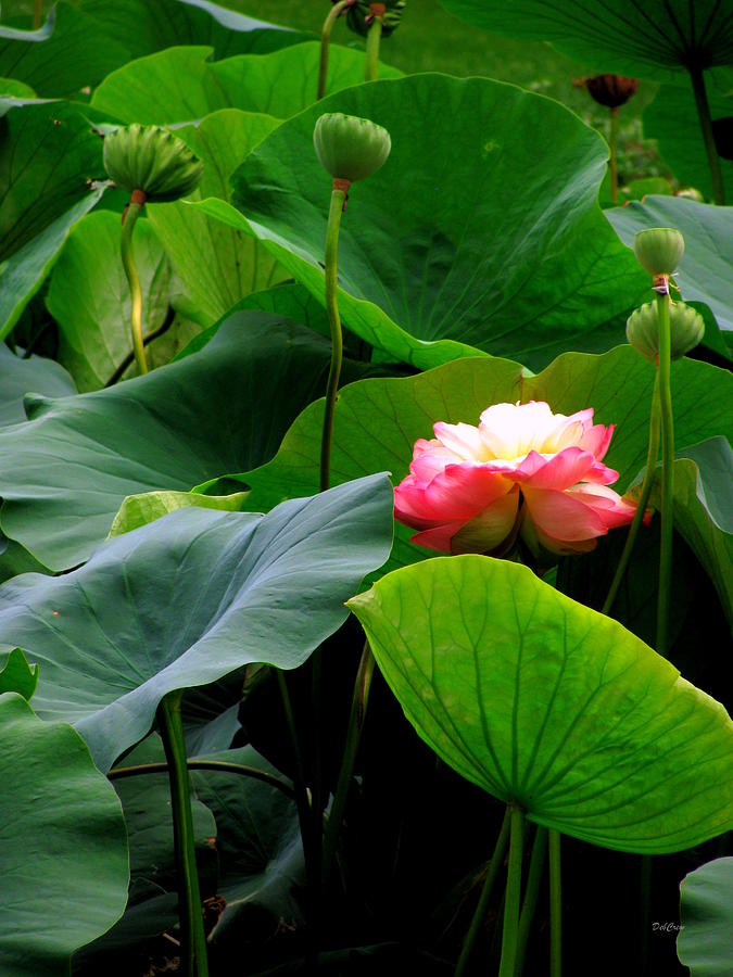 Lotus Forms Photograph by Deborah  Crew-Johnson