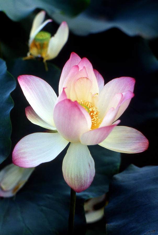 Lotus Fragrance Overflowing Photograph by Lian Wang