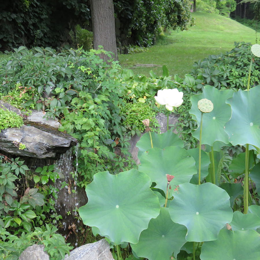 Lotus Gardens Photograph by B Rossitto