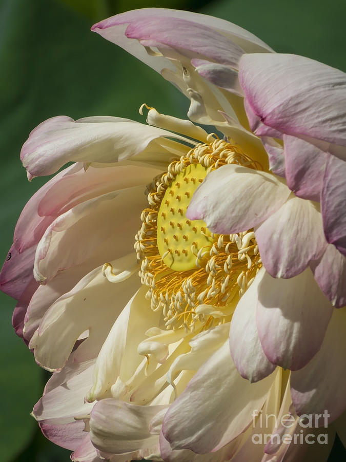 Lotus Glory Photograph by Lili Feinstein