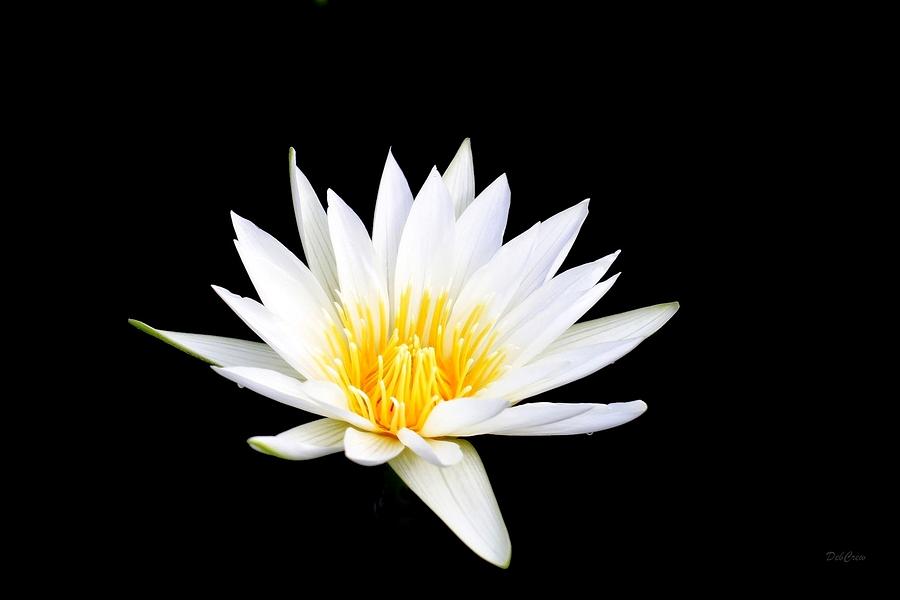 Lotus Glow Photograph by Deborah  Crew-Johnson