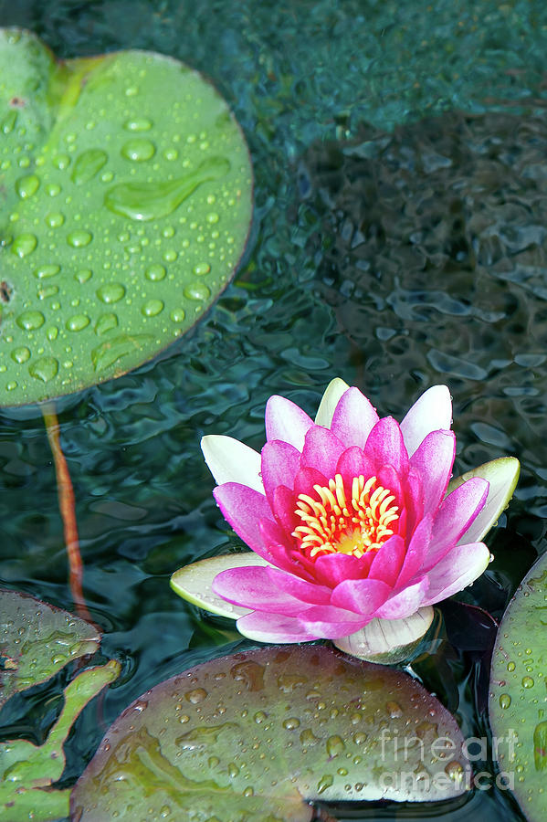 Pink lotus Green Water Pods  Isolated Photograph by David Zanzinger