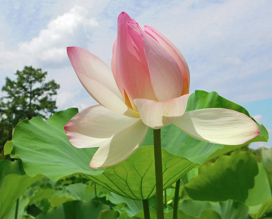 Lotus High As The Sky Photograph by Emmy Marie Vickers