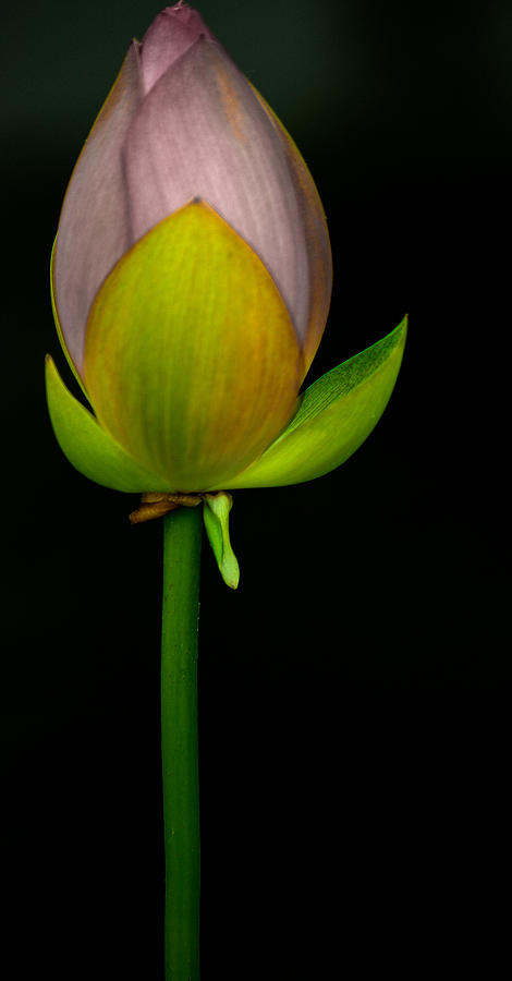 Lotus I Photograph by Roger Lapinski
