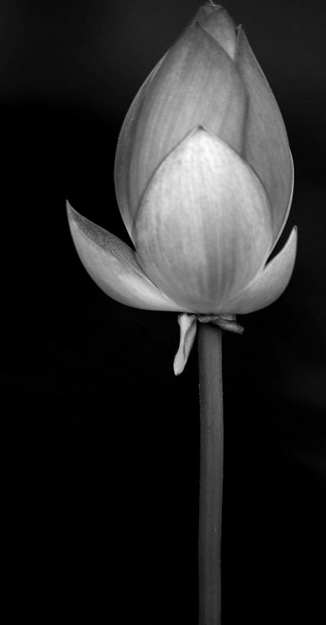 Lotus II Photograph by Roger Lapinski