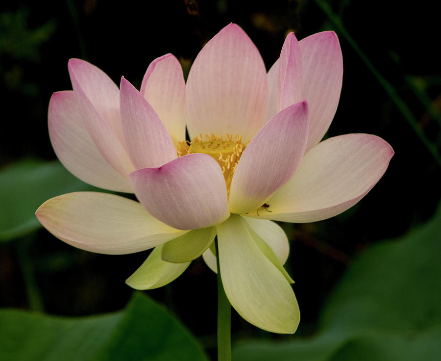 Lotus in Bloom Photograph by Roberta Kayne