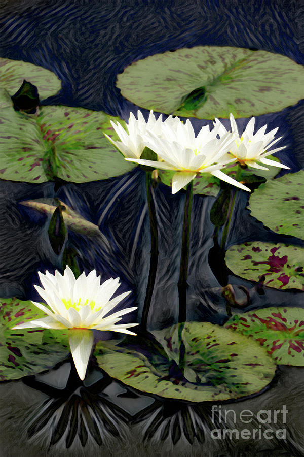 Lotus in Darkness Photograph by John Freidenberg
