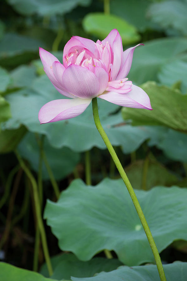 Lotus In Half Bloom Photograph by Tran Boelsterli
