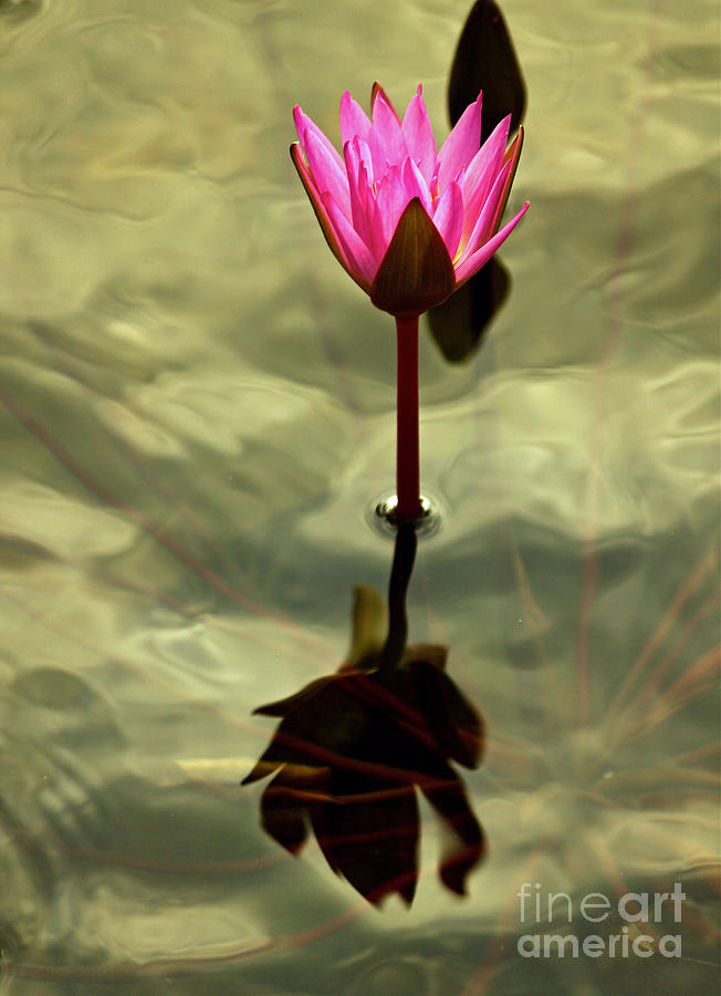 Lotus in Still Water Photograph by Michael Cinnamond