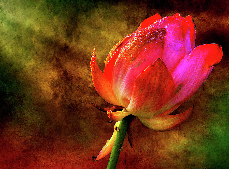 Nature Photograph - Lotus in texture - a present for a friend by Rohit Chawla