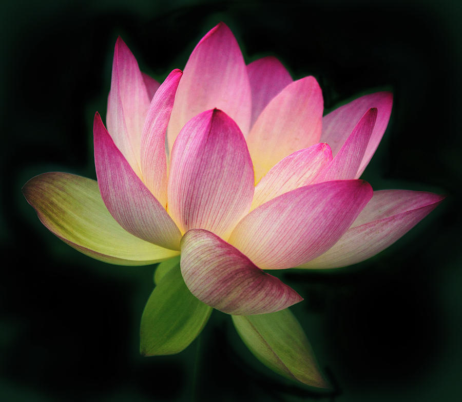 Lotus in the Limelight Photograph by Jessica Jenney