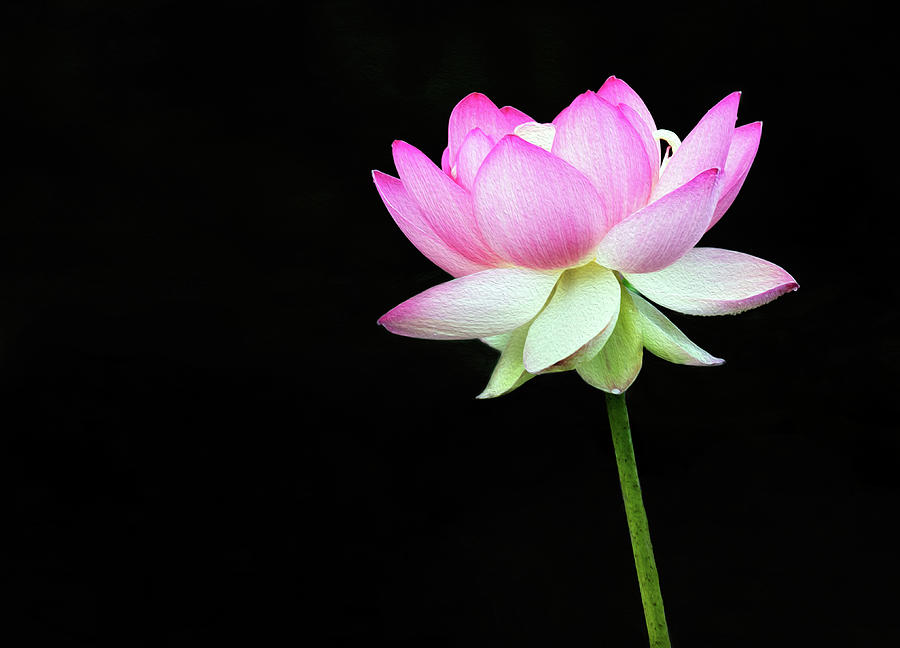 Lotus In The Pink Photograph By Art Cole
