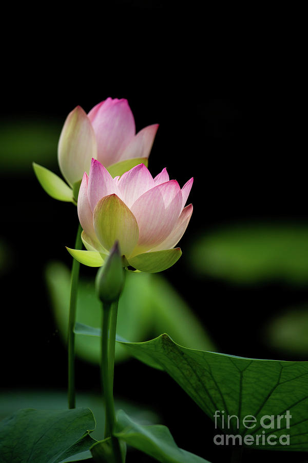 Lotus in the Pink Photograph by Sabrina L Ryan