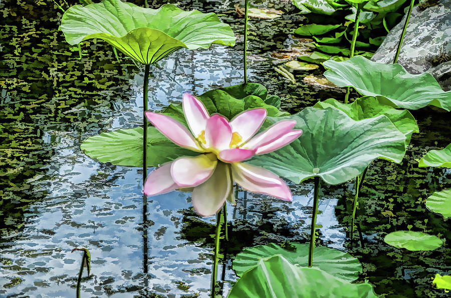 Lily Painting - Lotus In The Pond 4 by Jeelan Clark